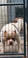 Amazona, a female American Bully for sale in Naples, FL – 7 of 9