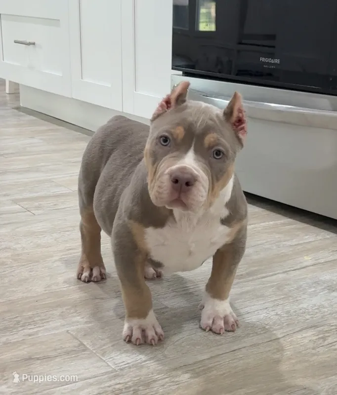 Villalla – American Bully puppy for sale in Naples, FL