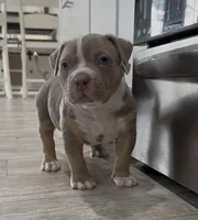 WL, a male American Bully for sale in Naples, FL – 7 of 10
