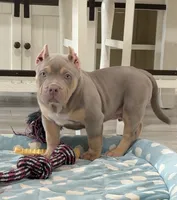 Napo, a male American Bully for sale in Naples, FL – 6 of 10