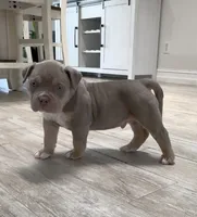 S, a male American Bully for sale in Naples, FL – 8 of 10