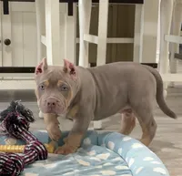 Napo, a male American Bully for sale in Naples, FL – 5 of 10