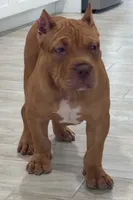 Nino, a male American Bully for sale in Naples, FL – 3 of 6