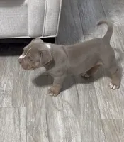Poncho, a male American Bully for sale in Naples, FL – 4 of 10