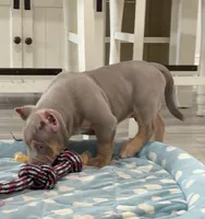 Napo, a male American Bully for sale in Naples, FL – 9 of 10