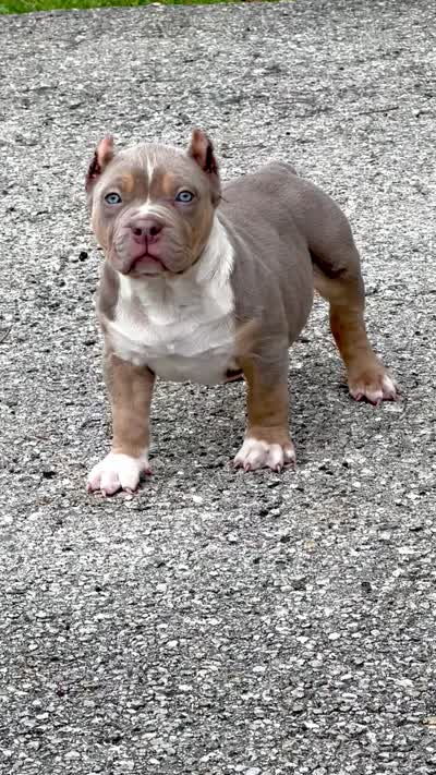 SS, a male American Bully for sale in Naples, FL – 3 of 3