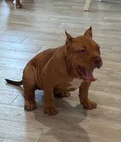 Nino, a male American Bully for sale in Naples, FL – 2 of 6