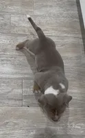M, a male American Bully for sale in Naples, FL – 6 of 9
