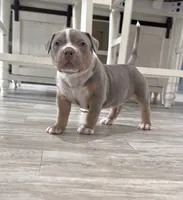 WL, a male American Bully for sale in Naples, FL – 5 of 10