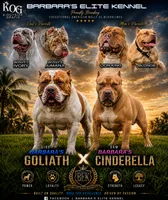 Amazona, a female American Bully for sale in Naples, FL – 5 of 9