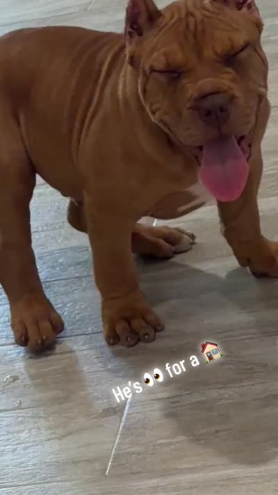 Nino, a male American Bully for sale in Naples, FL – 5 of 6