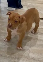 Amazona, a female American Bully for sale in Naples, FL – 6 of 9