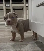 WL, a male American Bully for sale in Naples, FL – 2 of 10
