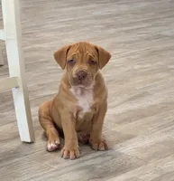 Blondie, a female American Bully for sale in Naples, FL – 2 of 10