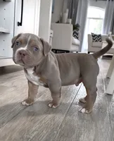 Poncho, a male American Bully for sale in Naples, FL – 7 of 10