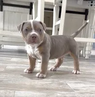 WL, a male American Bully for sale in Naples, FL – 3 of 10