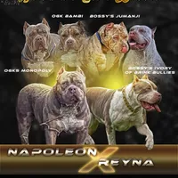 S, a male American Bully for sale in Naples, FL – 9 of 10