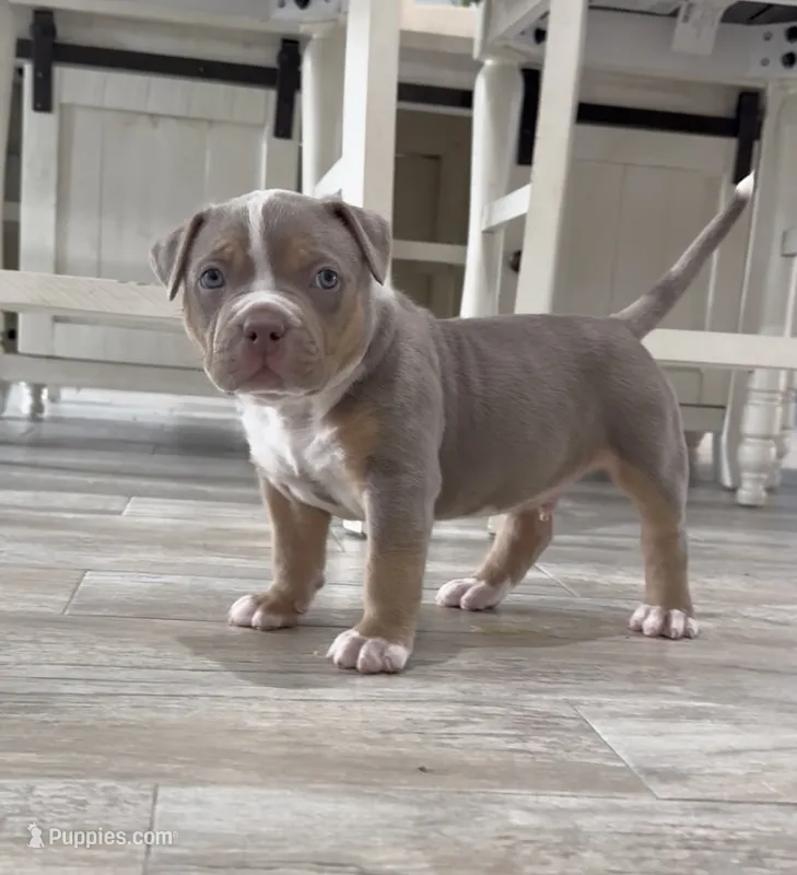 WL – American Bully puppy for sale in Naples, FL