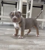 WL, a male American Bully for sale in Naples, FL – 1 of 10