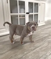 Poncho, a male American Bully for sale in Naples, FL – 5 of 10