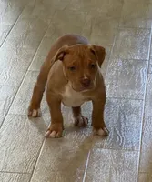 Amazona, a female American Bully for sale in Naples, FL – 4 of 9