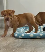 Blondie, a female American Bully for sale in Naples, FL – 4 of 10