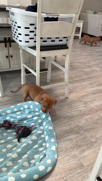 Blondie, a female American Bully for sale in Naples, FL – 8 of 10
