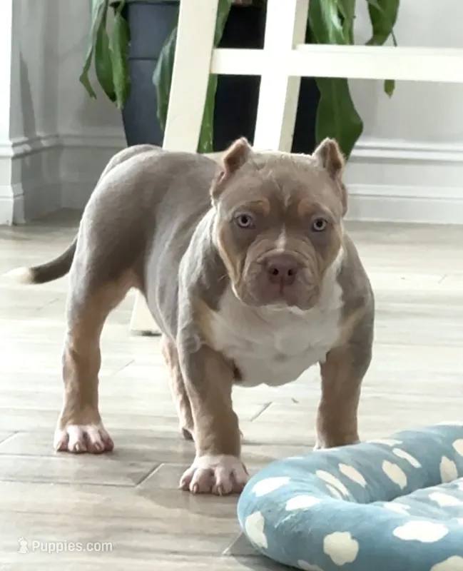 SS – American Bully puppy for sale in Naples, FL