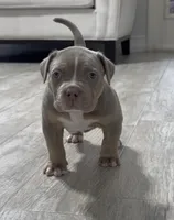 Poncho, a male American Bully for sale in Naples, FL – 3 of 10