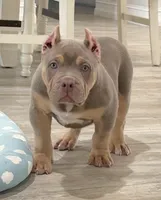 Napo, a male American Bully for sale in Naples, FL – 7 of 10
