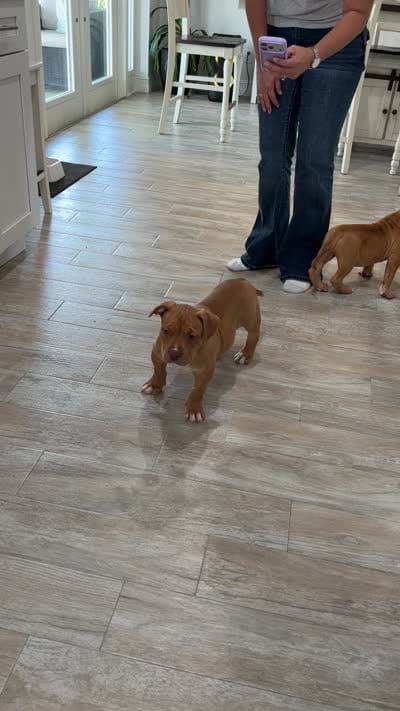 Amazona, a female American Bully for sale in Naples, FL – 9 of 9