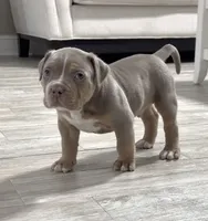 Poncho, a male American Bully for sale in Naples, FL – 2 of 10