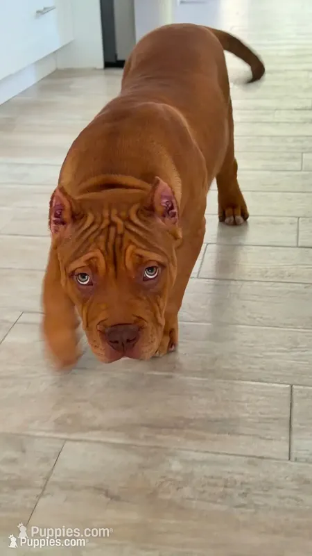 Nino – American Bully puppy for sale in Naples, FL