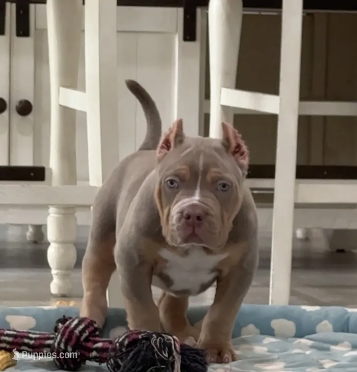 Poncho – American Bully puppy for sale in Naples, FL
