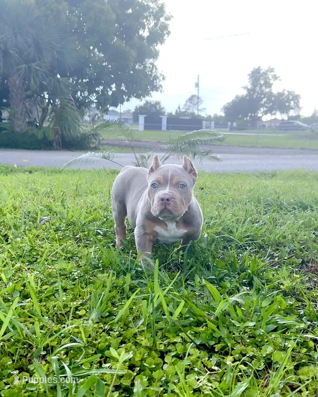 Poncho – American Bully puppy for sale in Naples, FL