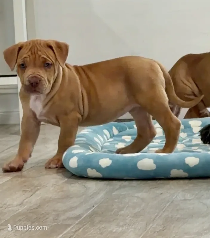 Blondie – American Bully puppy for sale in Naples, FL