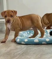 Blondie, a female American Bully for sale in Naples, FL – 1 of 10