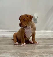Amazona, a female American Bully for sale in Naples, FL – 2 of 9