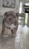 S, a male American Bully for sale in Naples, FL – 2 of 10