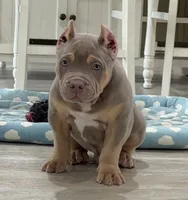 Napo, a male American Bully for sale in Naples, FL – 2 of 10