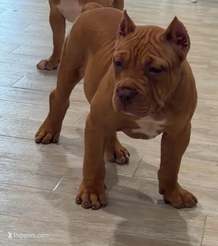 Nino – American Bully puppy for sale in Naples, FL
