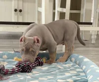 Napo, a male American Bully for sale in Naples, FL – 3 of 10