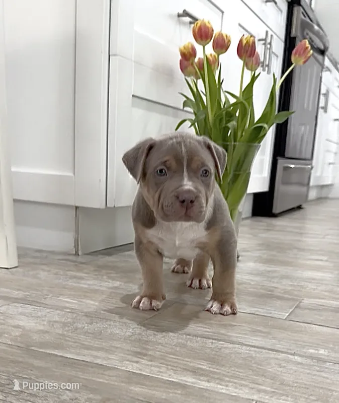 M – American Bully puppy for sale in Naples, FL