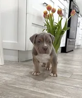M, a male American Bully for sale in Naples, FL – 1 of 9