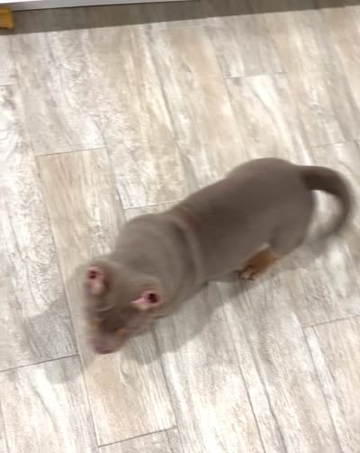 Napo, a male American Bully for sale in Naples, FL – 10 of 10