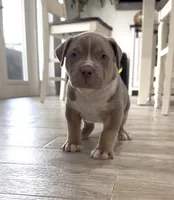 M, a male American Bully for sale in Naples, FL – 3 of 9
