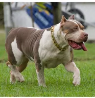 M, a male American Bully for sale in Naples, FL – 7 of 9