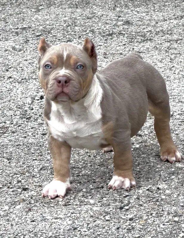 SS, a male American Bully for sale in Naples, FL – 1 of 3