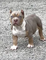 SS, a male American Bully for sale in Naples, FL – 1 of 3