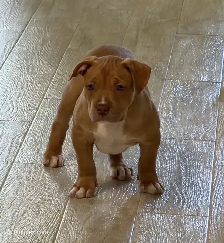 Amazona – American Bully puppy for sale in Naples, FL